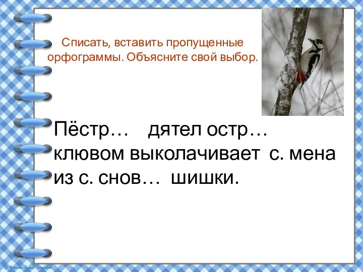 Списать, вставить пропущенные орфограммы. Объясните свой выбор. Пёстр… дятел остр… клювом выколачивает