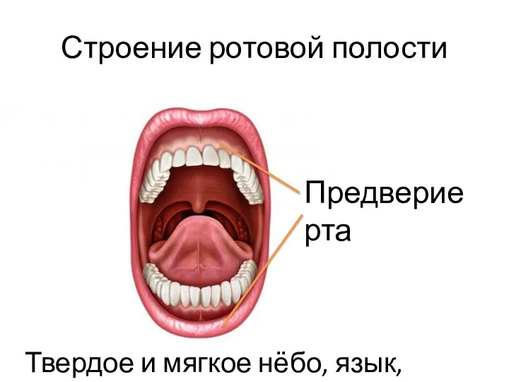 Строение ротовой полости Предверие рта Твердое и мягкое нёбо, язык, зубы