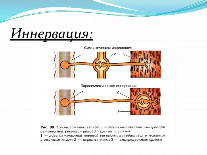 Иннервация: