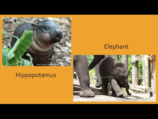 Hippopotamus Elephant