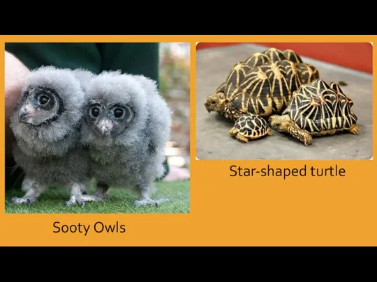 Star-shaped turtle Sooty Owls