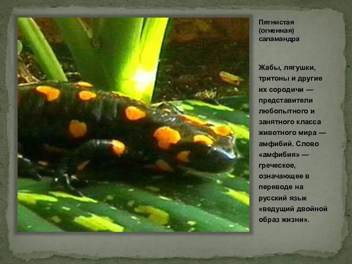 Пятнистая (огненная) саламандра Жабы, лягушки, тритоны и другие их сородичи — представители