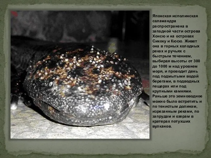 Исполинская саламандра Японская исполинская саламандра распространена в западной части острова Хонсю и