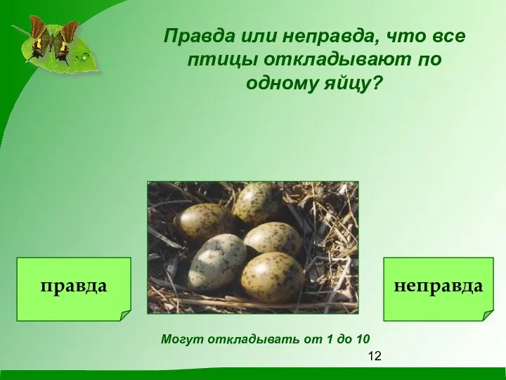 Правда или неправда, что все птицы откладывают по одному яйцу? Могут откладывать