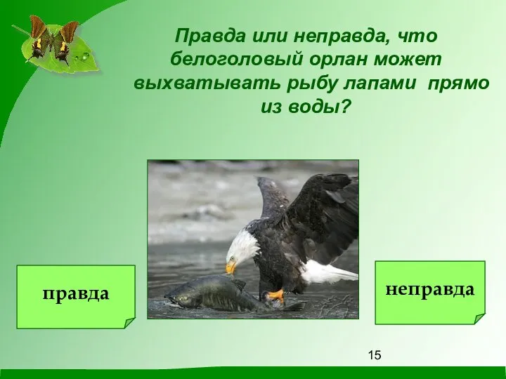 Правда или неправда, что белоголовый орлан может выхватывать рыбу лапами прямо из воды? правда неправда