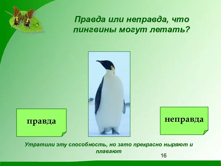 Правда или неправда, что пингвины могут летать? Утратили эту способность, но зато