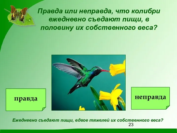 Правда или неправда, что колибри ежедневно съедают пищи, в половину их собственного