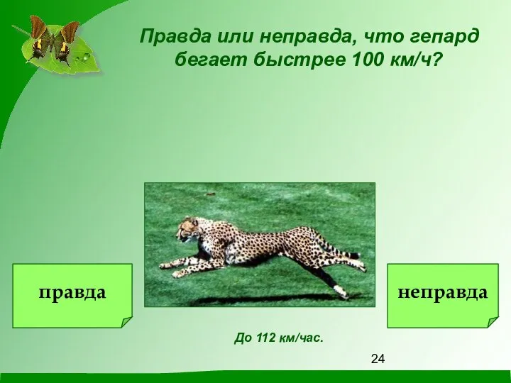 До 112 км/час. Правда или неправда, что гепард бегает быстрее 100 км/ч? правда неправда