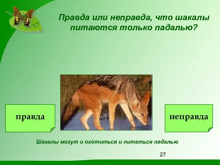 Шакалы могут и охотиться и питаться падалью Правда или неправда, что шакалы