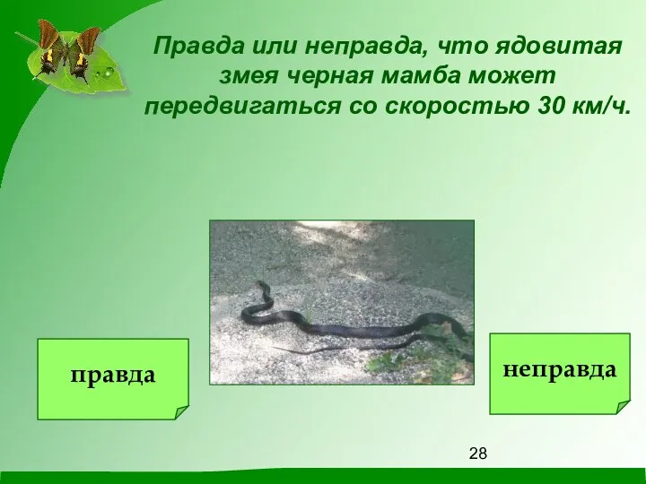Правда или неправда, что ядовитая змея черная мамба может передвигаться со скоростью 30 км/ч. правда неправда