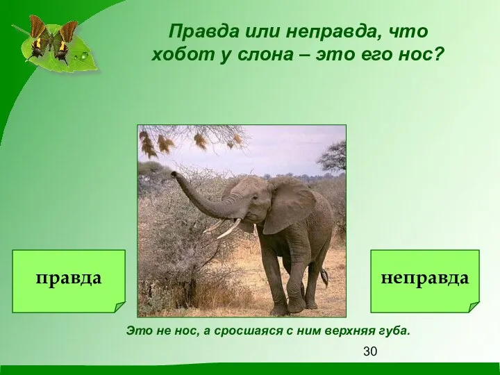 Правда или неправда, что хобот у слона – это его нос? Это