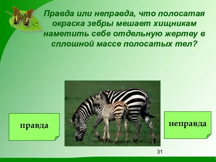 Правда или неправда, что полосатая окраска зебры мешает хищникам наметить себе отдельную