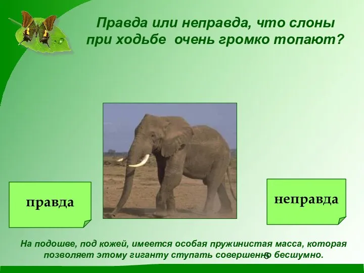 Правда или неправда, что слоны при ходьбе очень громко топают? На подошве,