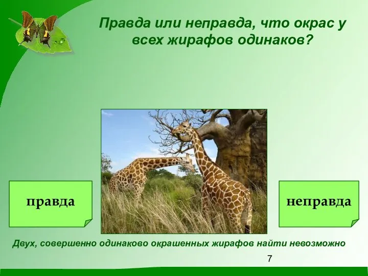 Правда или неправда, что окрас у всех жирафов одинаков? Двух, совершенно одинаково