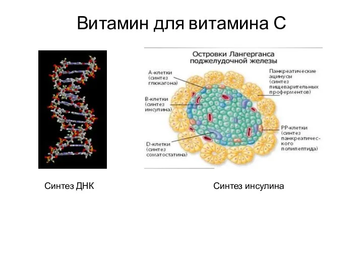 Витамин для витамина С Синтез ДНК Синтез инсулина