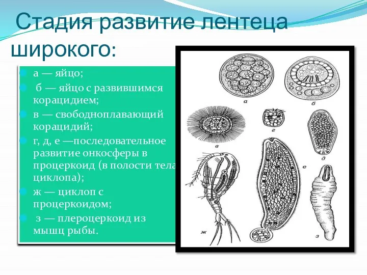 Стадия развитие лентеца широкого: а — яйцо; б — яйцо с развившимся