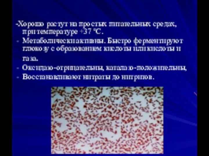 -Хорошо растут на простых питательных средах, при температуре +37 оС. Метаболически активны.