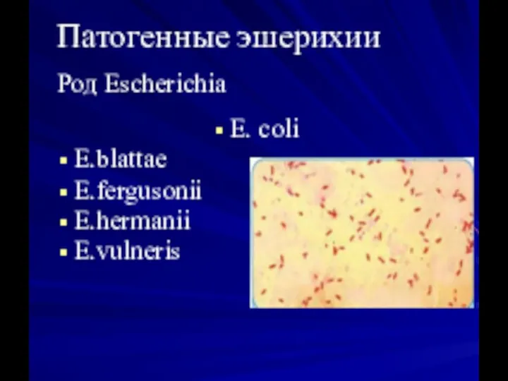 Патогенные эшерихии Род Escherichia E. coli E.blattae E.fergusonii E.hermanii E.vulneris