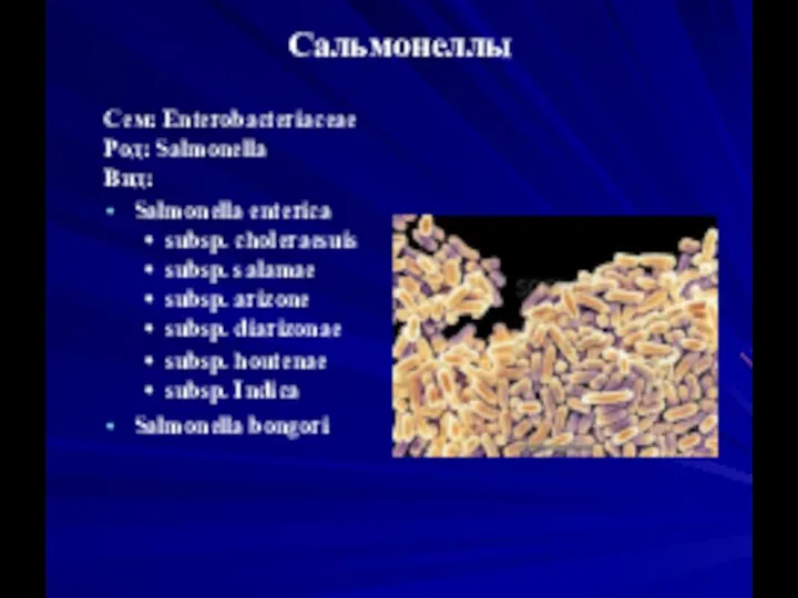 Сальмонеллы Сем: Enterobacteriaceae Род: Salmonella Вид: Salmonella enterica subsp. choleraesuis subsp. salamae