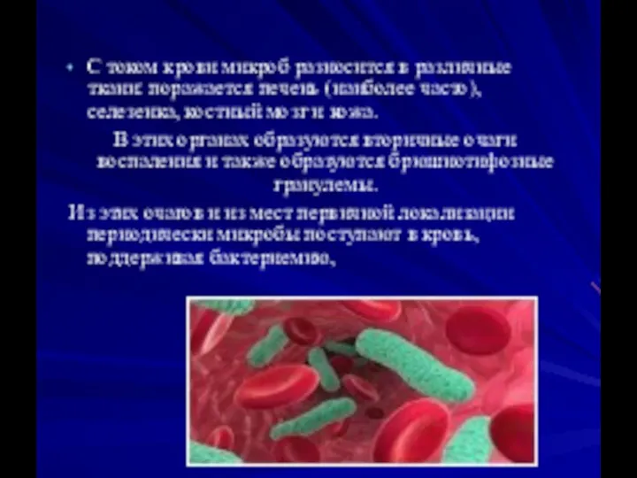 С током крови микроб разносится в различные ткани: поражается печень (наиболее часто),