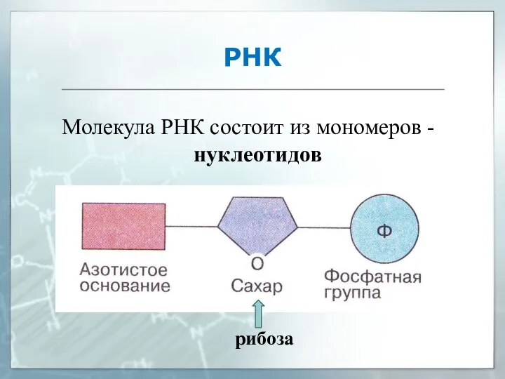 РНК Молекула РНК состоит из мономеров - нуклеотидов рибоза