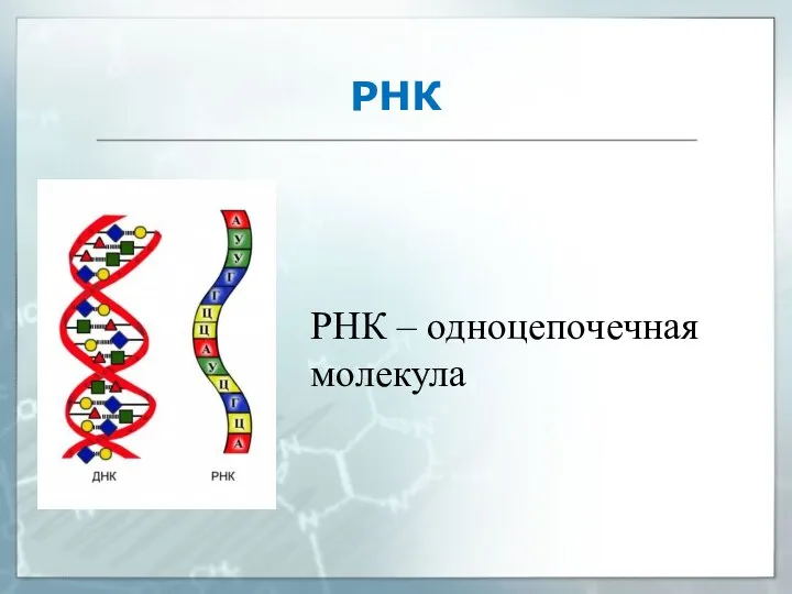 РНК РНК – одноцепочечная молекула