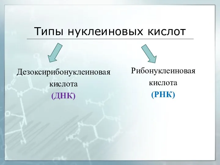 Типы нуклеиновых кислот Дезоксирибонуклеиновая кислота (ДНК) Рибонуклеиновая кислота (РНК)