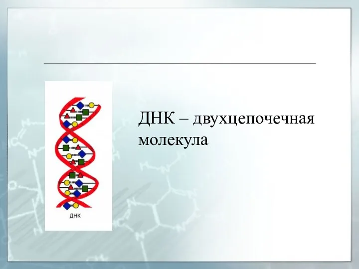 ДНК – двухцепочечная молекула