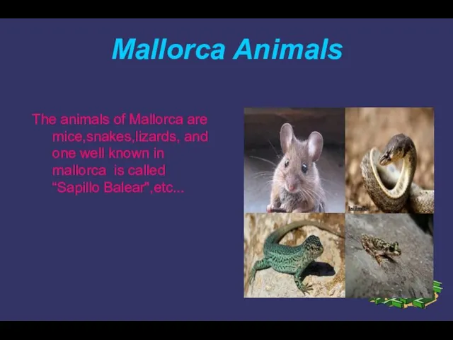 Mallorca Animals The animals of Mallorca are mice,snakes,lizards, and one well known