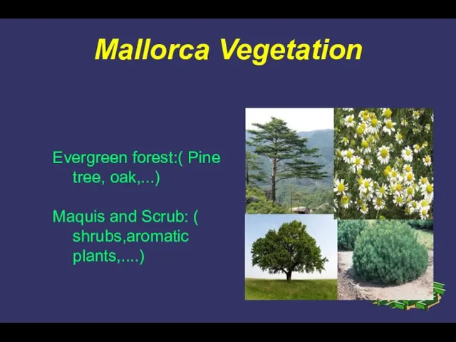 Mallorca Vegetation Evergreen forest:( Pine tree, oak,...) Maquis and Scrub: ( shrubs,aromatic plants,....)