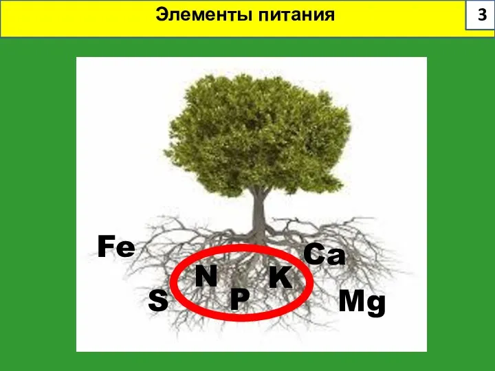 Элементы питания N P K S Ca Mg Fe 3