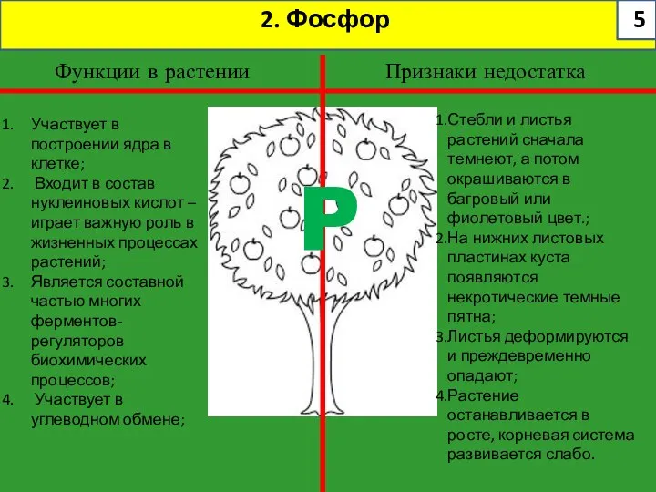 2. Фосфор Функции в растении Признаки недостатка P Стебли и листья растений