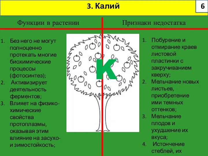 3. Калий Функции в растении Признаки недостатка K Побурение и отмирание краев