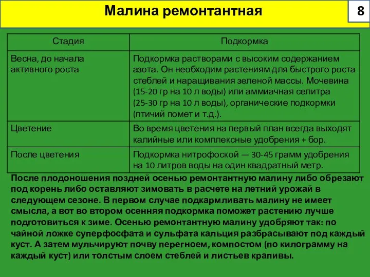 Малина ремонтантная После плодоношения поздней осенью ремонтантную малину либо обрезают под корень