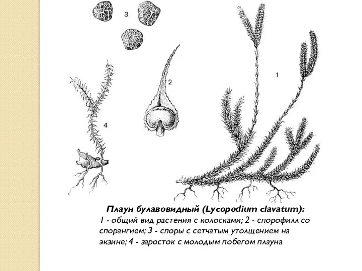 Плаун булавовидный (Lycopodium clavatum): 1 - общий вид растения с колосками; 2