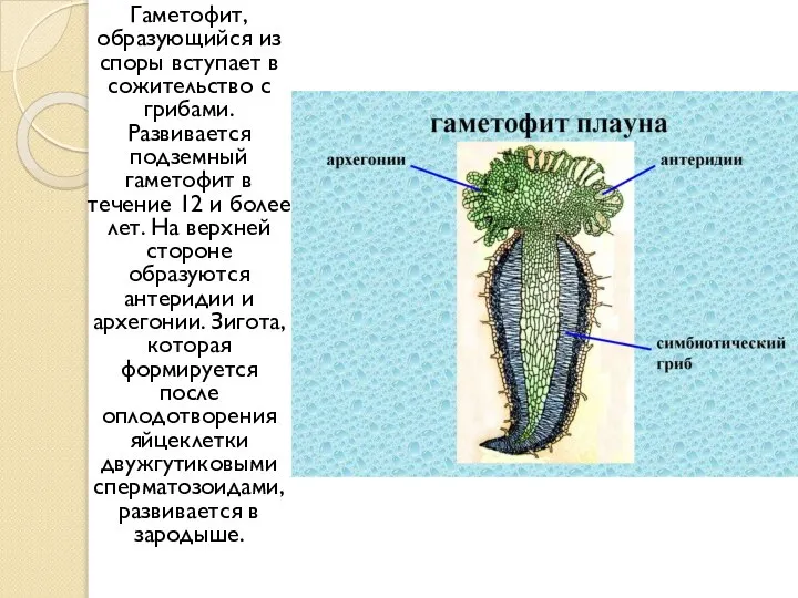 Гаметофит, образующийся из споры вступает в сожительство с грибами. Развивается подземный гаметофит