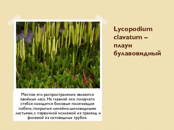 Lycopodium clavatum – плаун булавовидный Местом его распространения являются хвойные леса. На