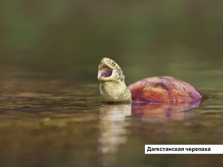 Дагестанская черепаха