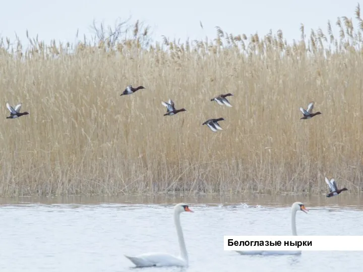 Белоглазые нырки