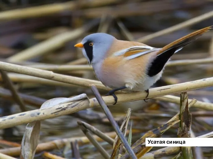 Усатая синица