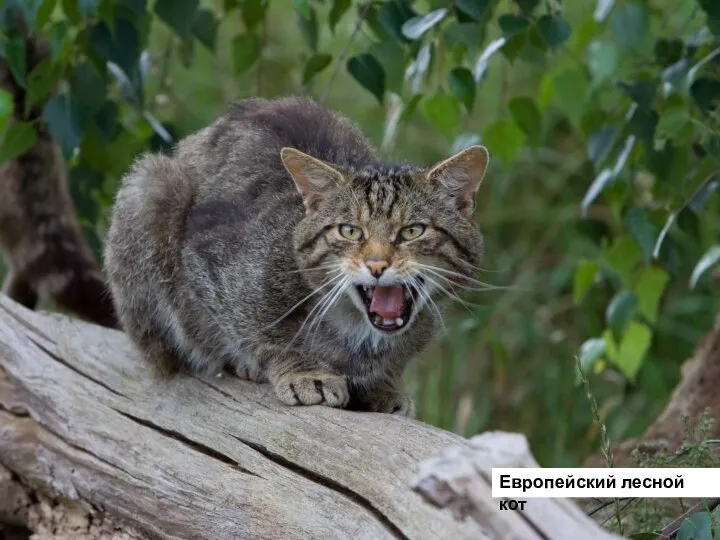 Европейский лесной кот