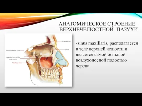 АНАТОМИЧЕСКОЕ СТРОЕНИЕ ВЕРХНЕЧЕЛЮСТНОЙ ПАЗУХИ -sinus maxillaris, располагается в теле верхней челюсти и