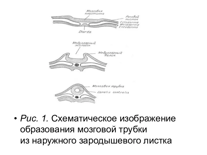 Рис. 1. Схематическое изображение образования мозговой трубки из наружного зародышевого листка