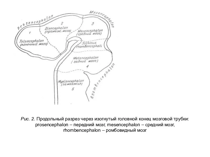 Рис. 2. Продольный разрез через изогнутый головной конец мозговой трубки: prosencephalon –