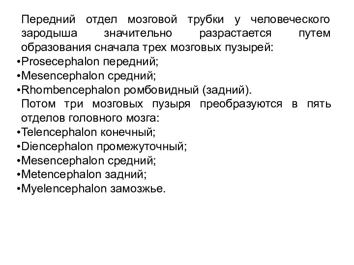 Передний отдел мозговой трубки у человеческого зародыша значительно разрастается путем образования сначала