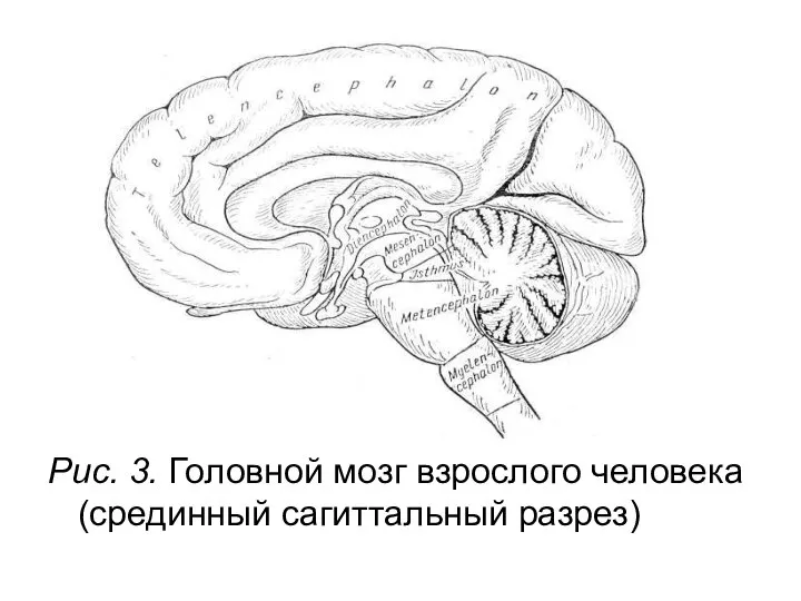 Рис. 3. Головной мозг взрослого человека (срединный сагиттальный разрез)