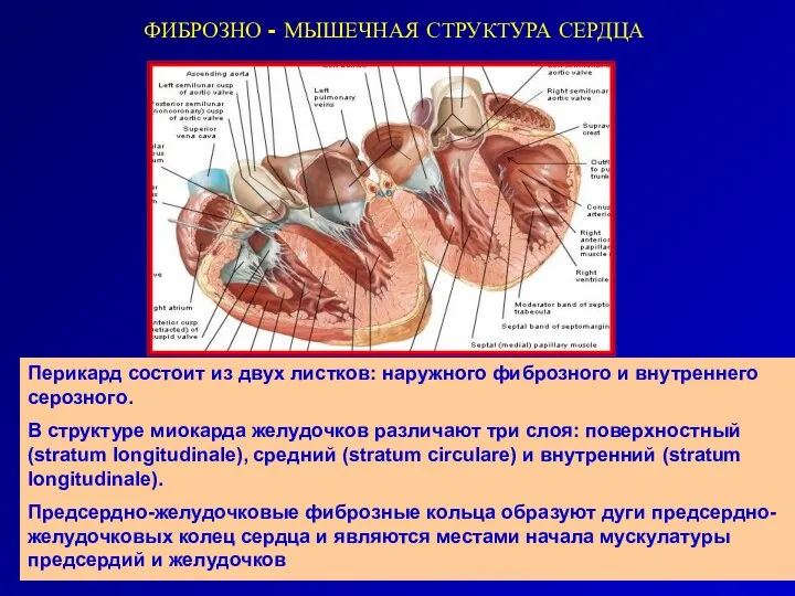 ФИБРОЗНО - МЫШЕЧНАЯ СТРУКТУРА СЕРДЦА Перикард состоит из двух листков: наружного фиброзного