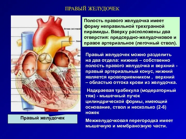 ПРАВЫЙ ЖЕЛУДОЧЕК Правый желудочек Полость правого желудочка имеет форму неправильной трехгранной пирамиды.