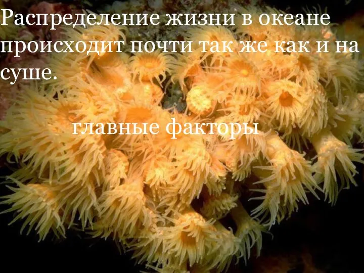 Распределение жизни в океане происходит почти так же как и на суше. главные факторы