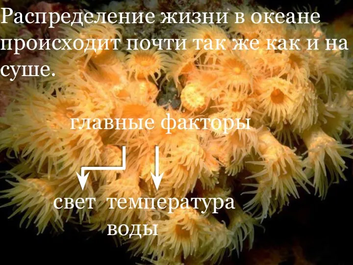 Распределение жизни в океане происходит почти так же как и на суше.